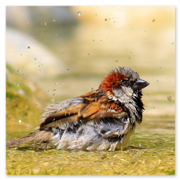 Douche italienne avec mosaïque